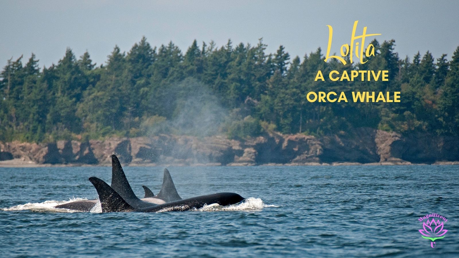 Lolita - A Captive Orca Whale Lolita - A Captive Orca Whale