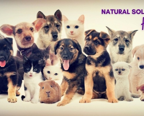 Natural Solutions for Healthy Pets