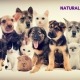 Natural Solutions for Healthy Pets