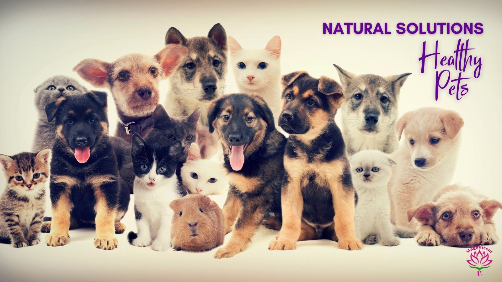 Natural Solutions for Healthy Pets Natural Solutions for Healthy Pets