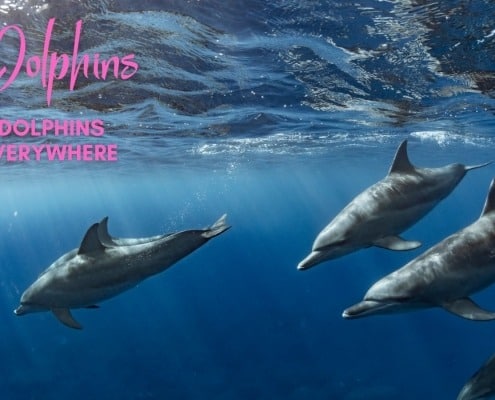 Dolphins dolphins everywhere