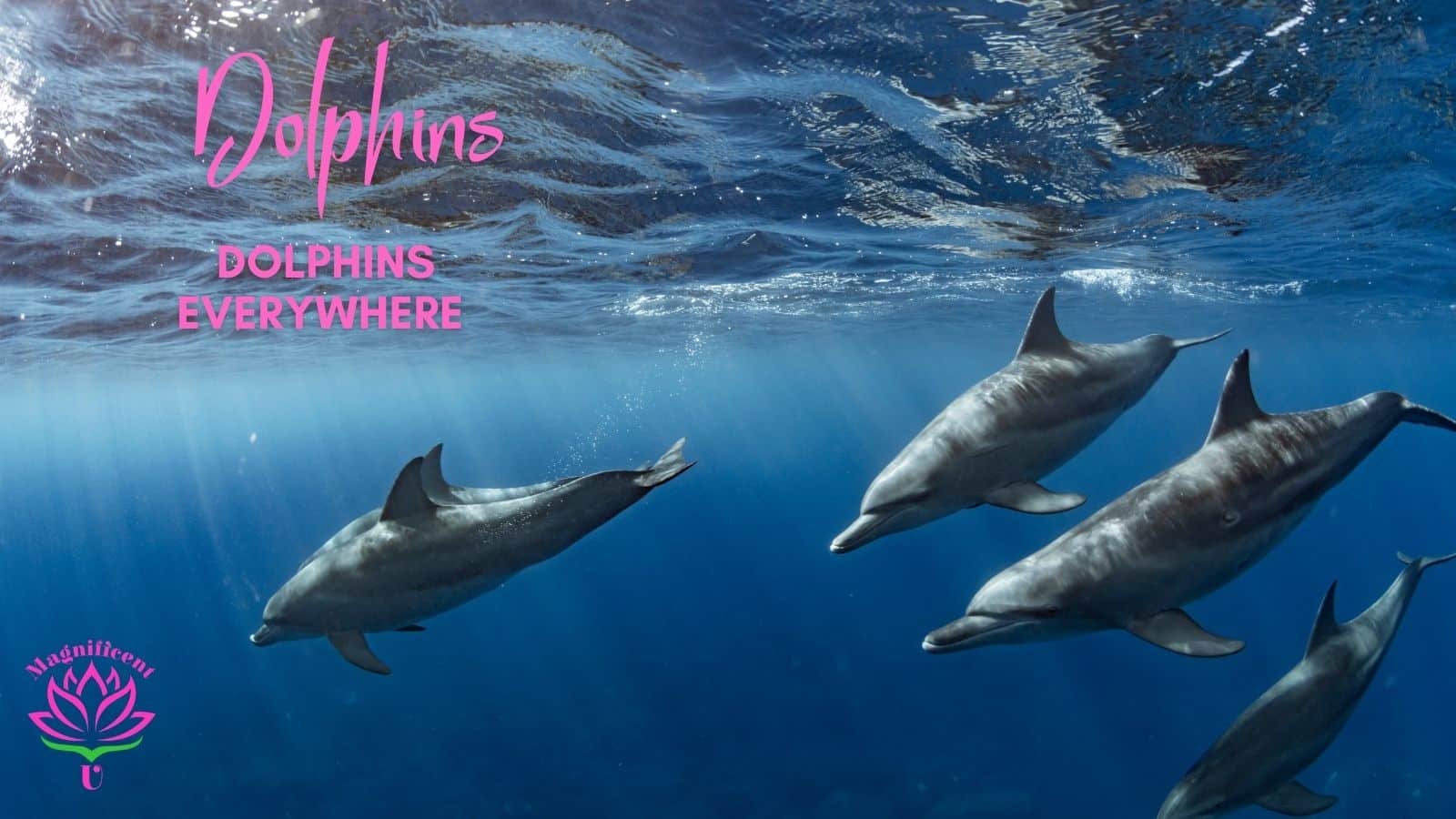 Dolphins dolphins everywhere Dolphins dolphins everywhere