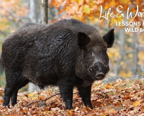 Love and Worthiness Lessons from a Wild Boar
