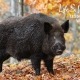 Love and Worthiness Lessons from a Wild Boar