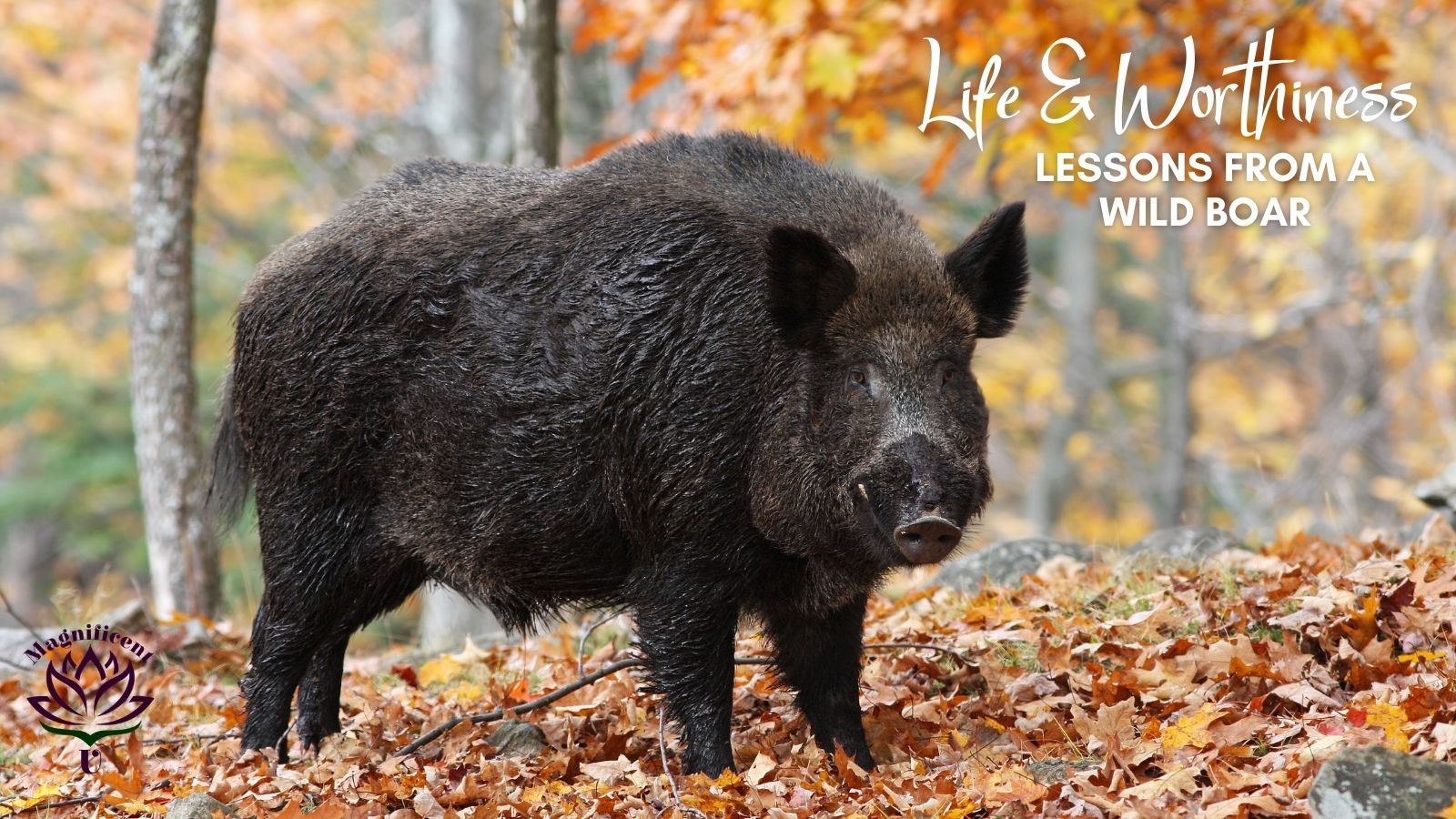 Love and Worthiness Lessons from a Wild Boar Love and Worthiness Lessons from a Wild Boar