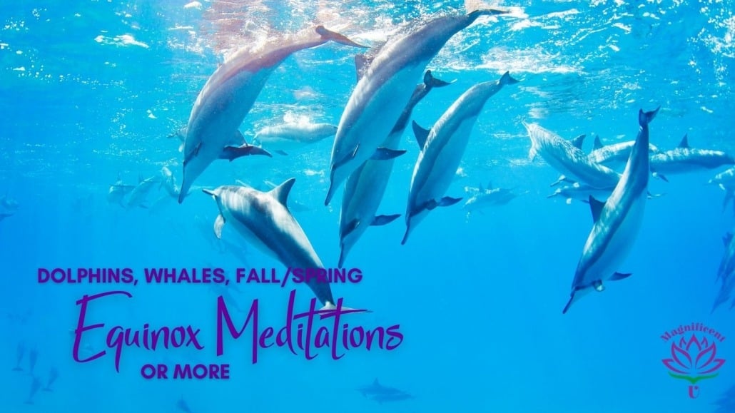 Dolphins, Whales, Equinox Meditations