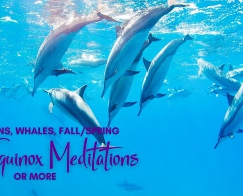 Dolphins, Whales, Equinox Meditations