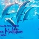 Dolphins, Whales, Equinox Meditations