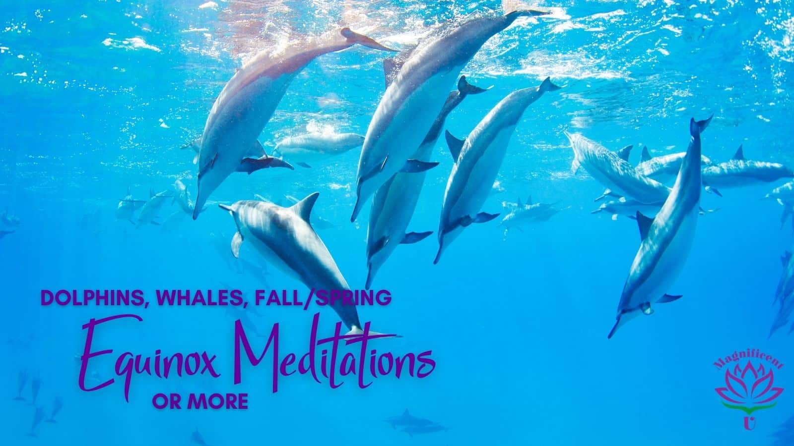 Dolphins, Whales, Equinox Meditations Dolphins, Whales, Equinox Meditations