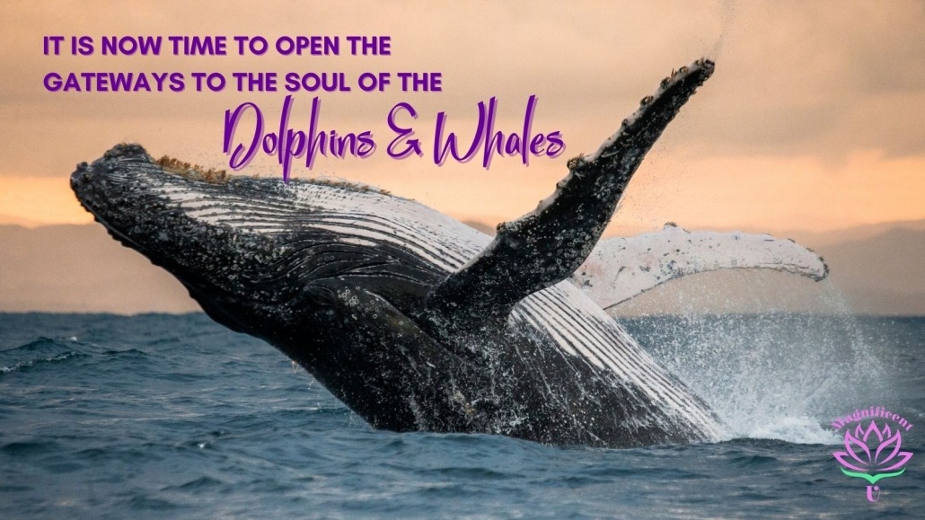 Gateways Soul Dolphins Whales