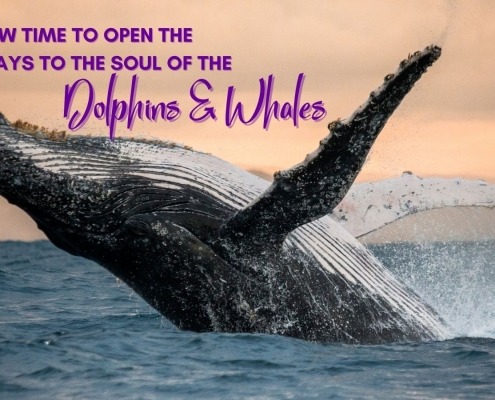 Gateways Soul Dolphins Whales