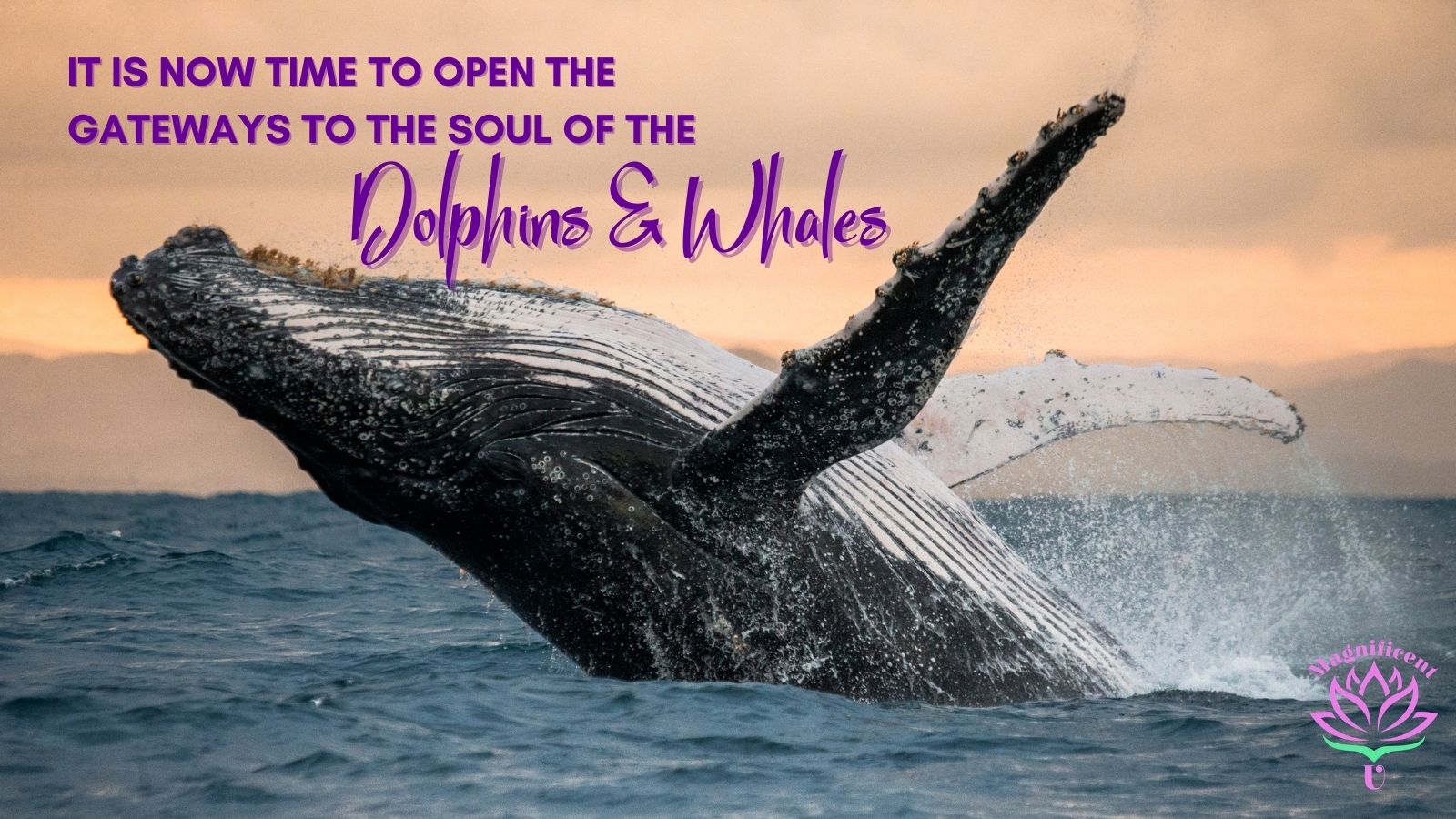 Gateways Soul Dolphins Whales Gateways Soul Dolphins Whales