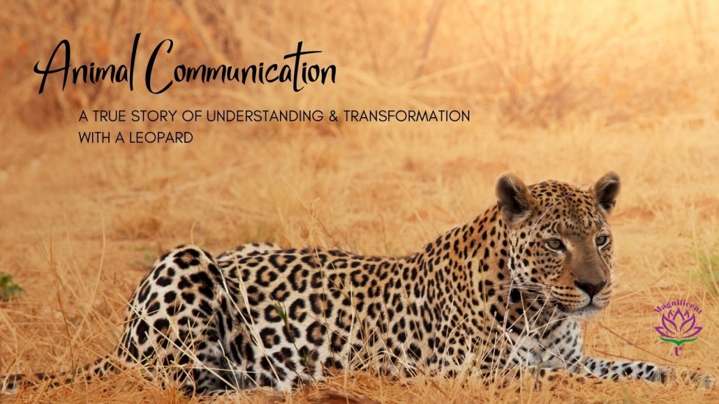 Animal Communication Leopard