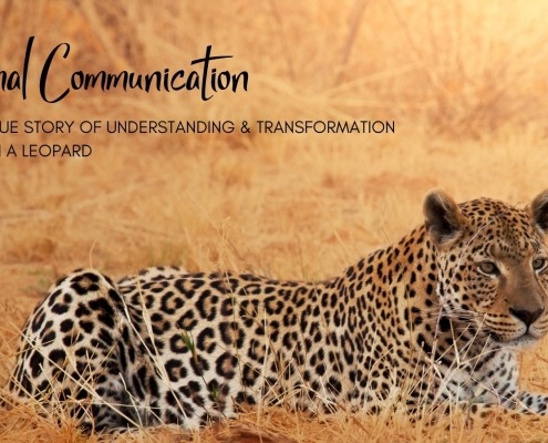 Animal Communication Leopard