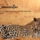 Animal Communication Leopard