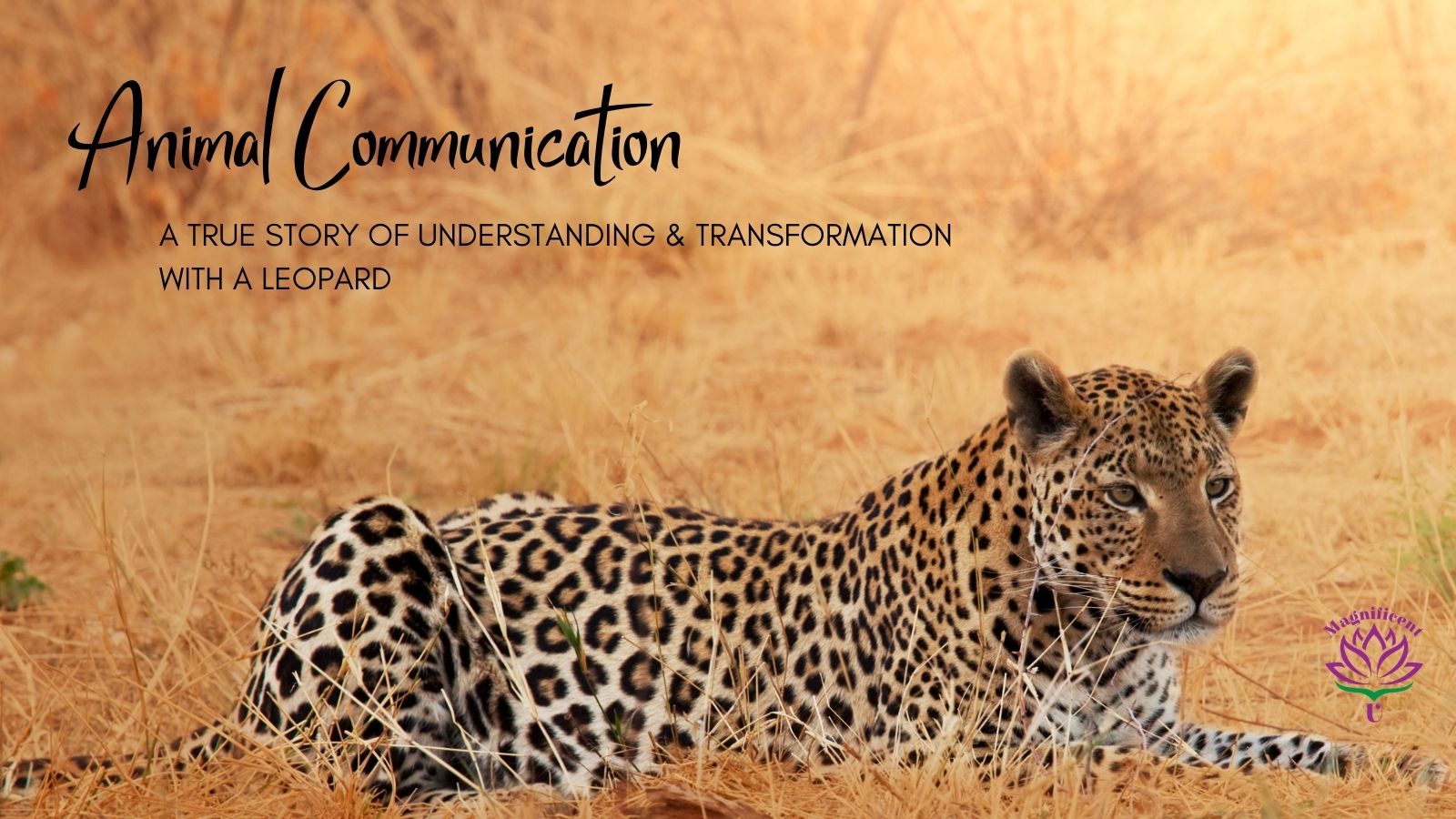 Animal Communication Animal Communication Leopard