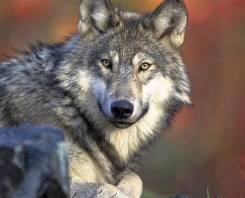 Wolves Reintroduced to Yellowstone