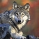 Wolves Reintroduced to Yellowstone