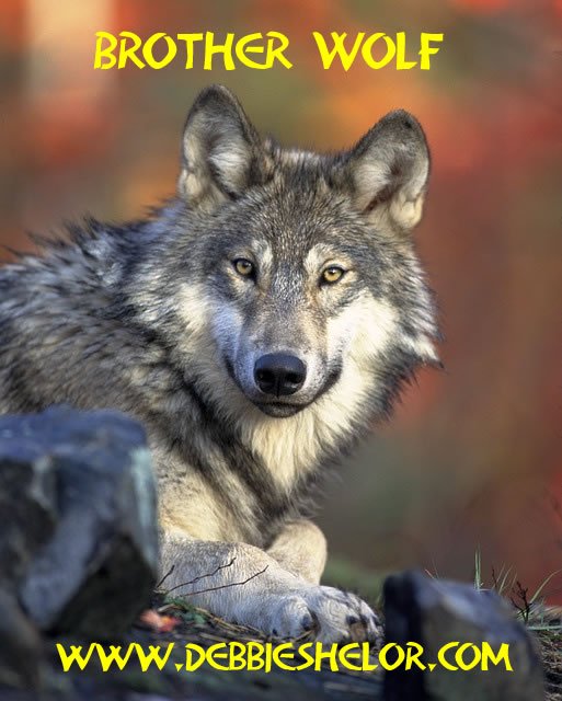 Wolves Reintroduced to Yellowstone