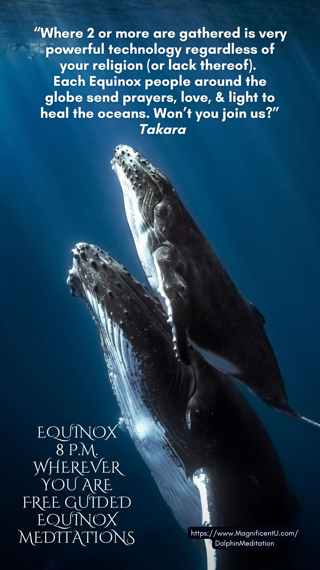 Free guided equinox meditation, dolphin meditation, whale meditation, equinox meditation