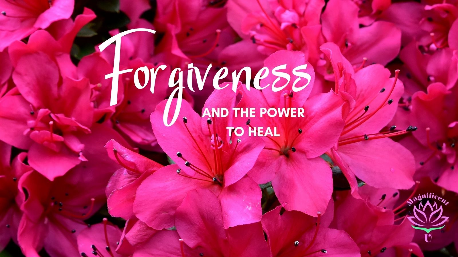 Forgiveness Power