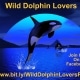 Free Guided Meditation for Dolphins, Whales, and Water
