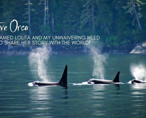 Captive Orca Lolita