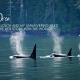 Captive Orca Lolita