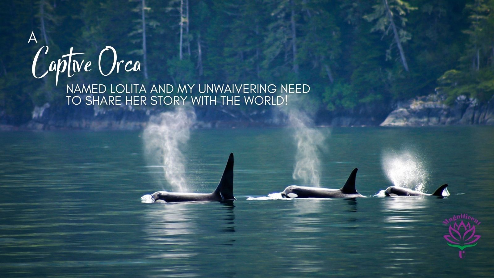 Captive Orca Lolita