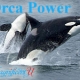 The Power of Orca Dolphin Healing Energy
