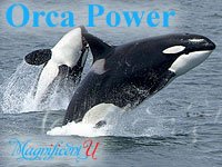 The Power of Orca Dolphin Healing Energy