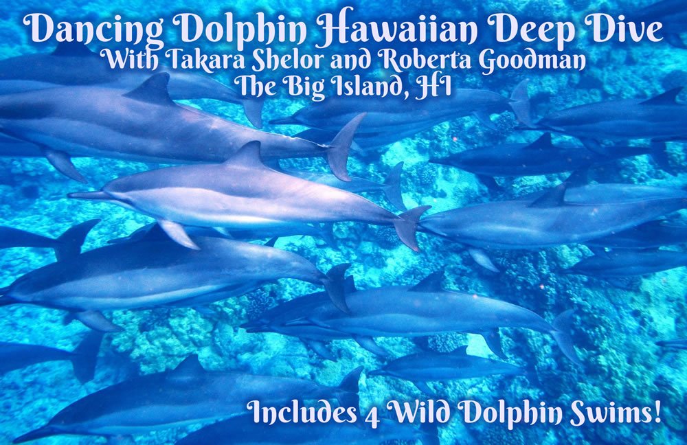 Dancing Dolphin Hawaiian Deep Dive with 4 wild dolphin swims on The Big Island, HI