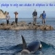 Pledge to Only See Dolphins and Whales in the Wild