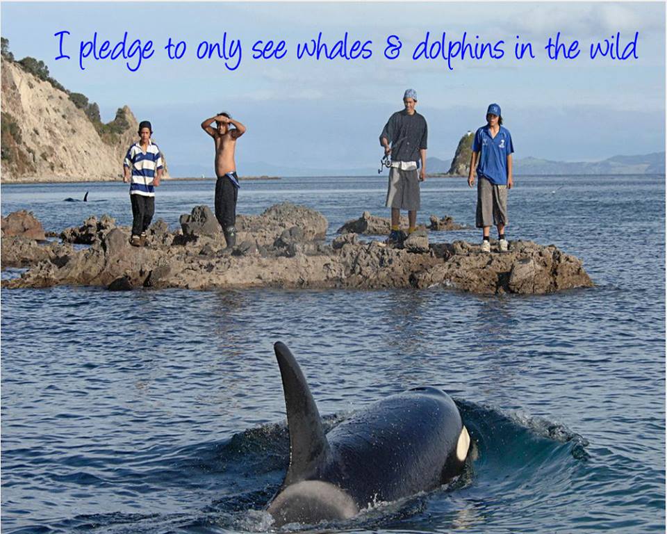 Pledge to Only See Wild Dolphins and Whales in their Natural Habitat