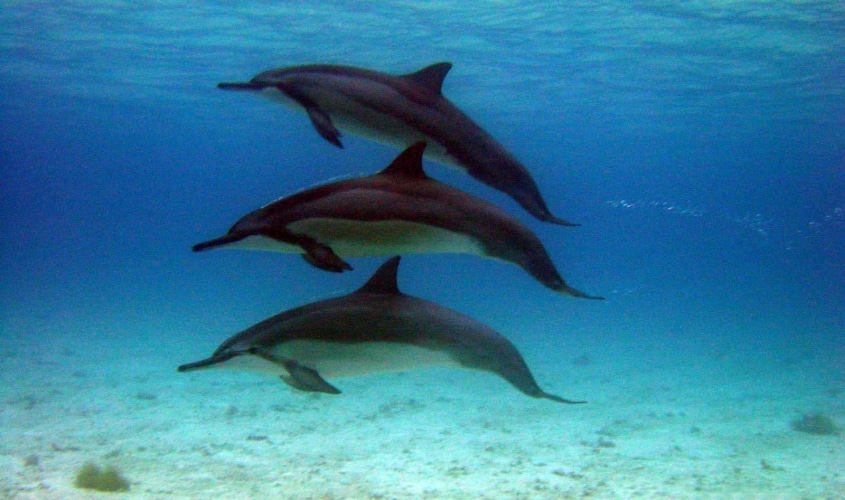 Realm Essences Dolphin Whale Camelot