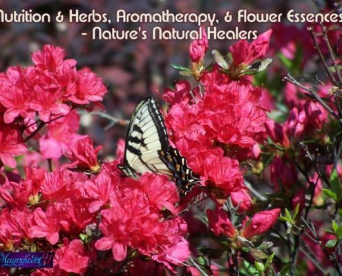 Flower Essences Aromatherapy Herbs for Health