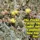 Prickly Pear Cactus Flower Essence