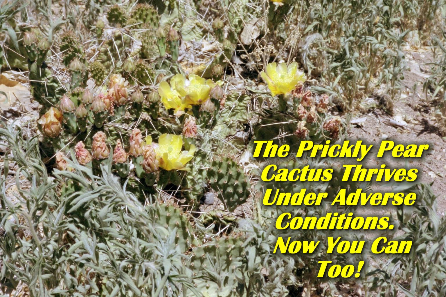 Prickly Pear Cactus Flower Essence