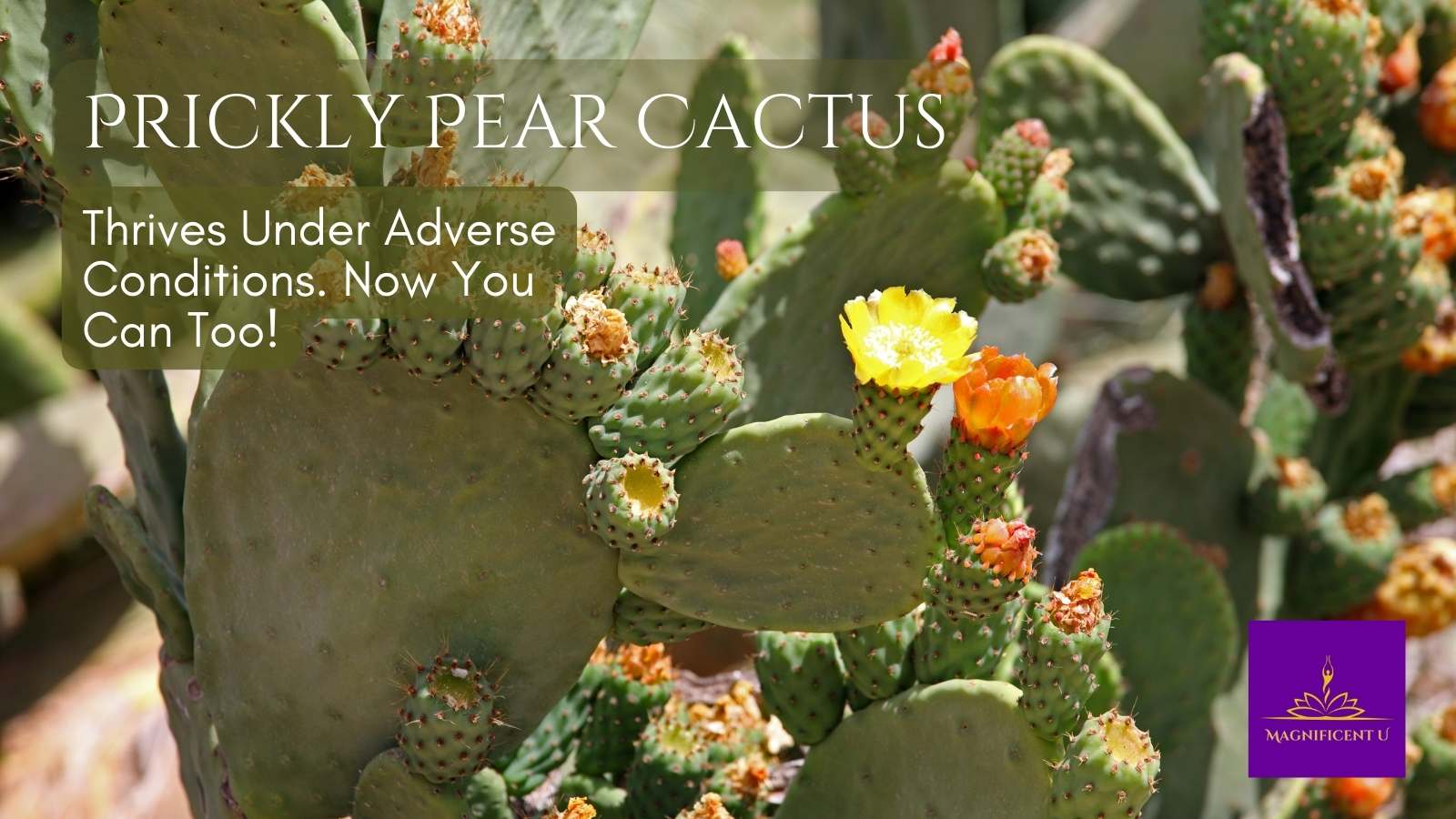 Prickly Pear Cactus Flower Essence