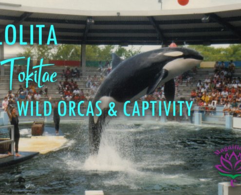 Lolita Tokitae Captive Orca