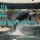 Lolita Tokitae Captive Orca