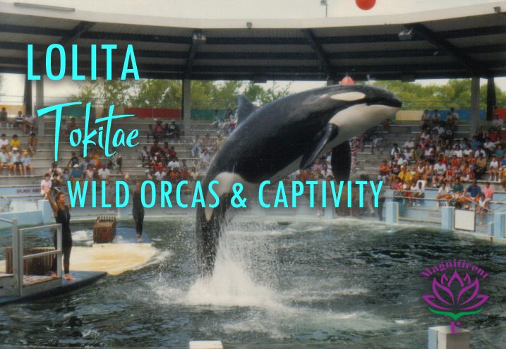 Lolita Tokitae Captive Orca