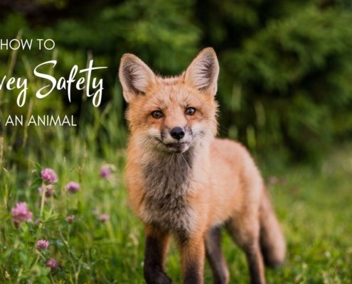 Animal Safety