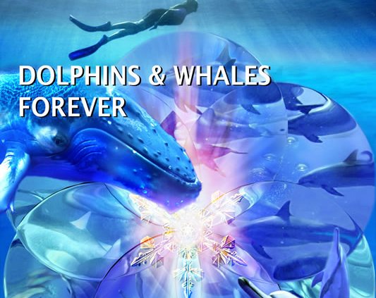 Dolphins & Whales Forever, Bestselling book