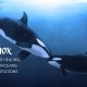 Equinox Water Healing Cetacean Meditation