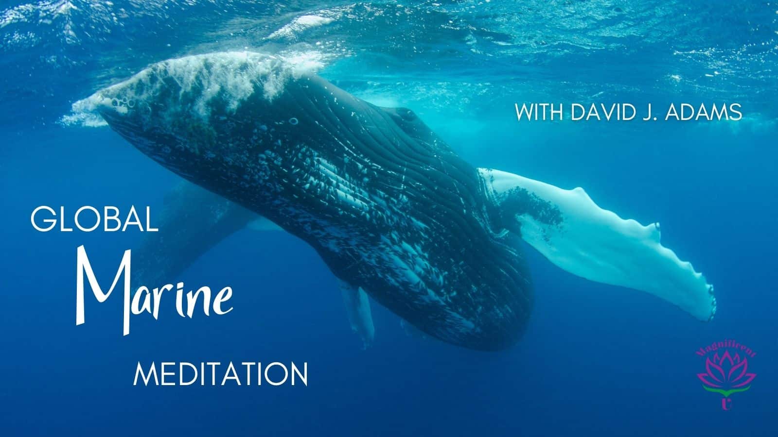 Global Marine Meditation