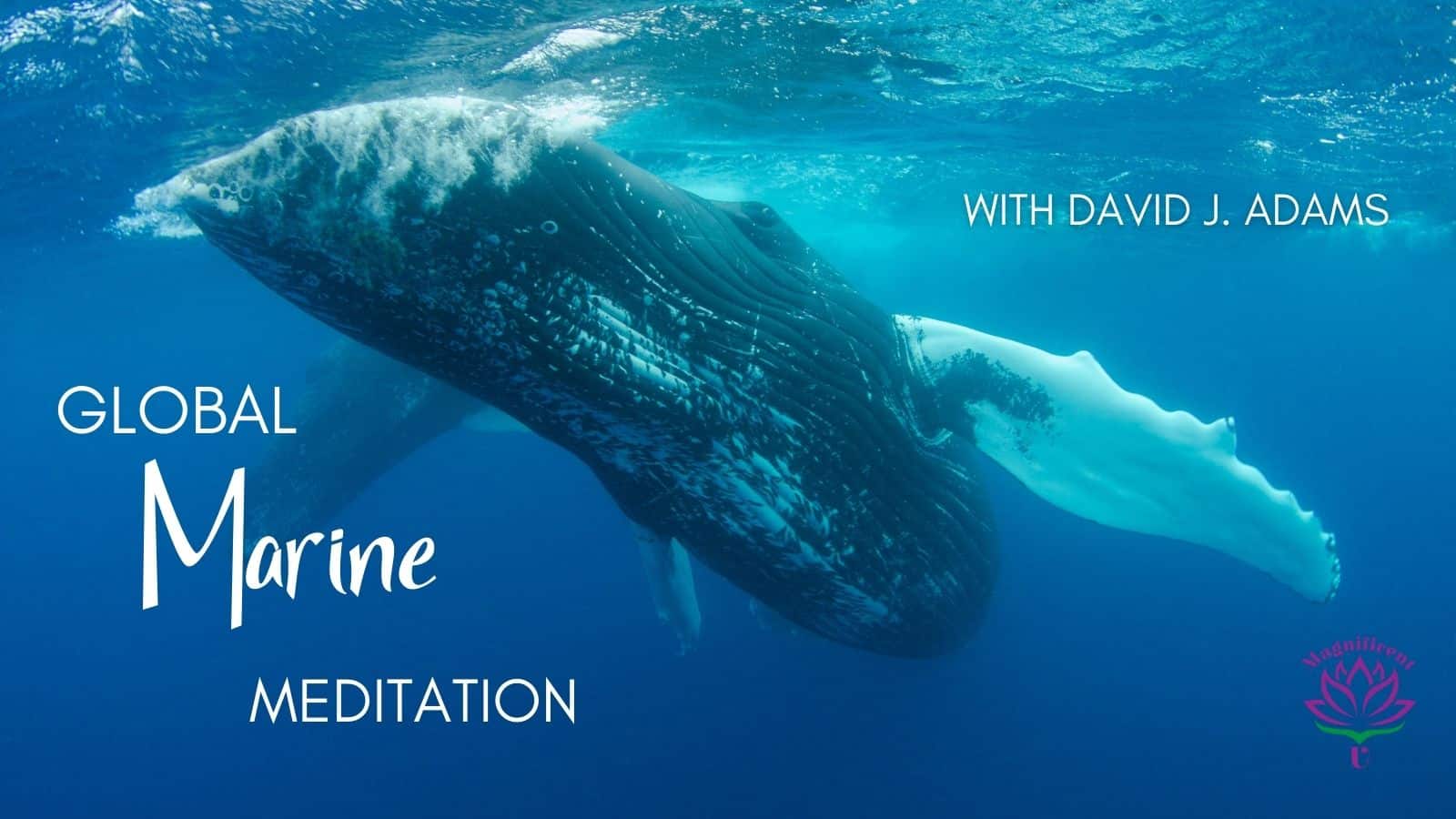 Global Marine Meditation