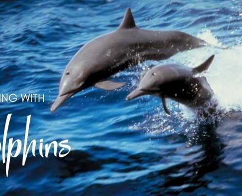 Healing with Dolphins