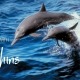 Healing with Dolphins