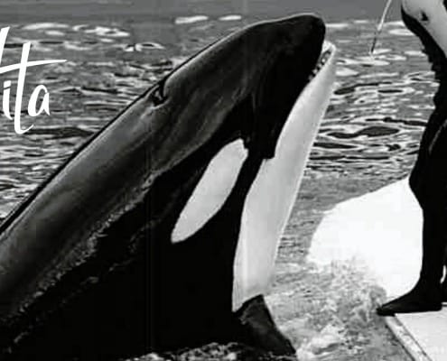 the Orca Lolita